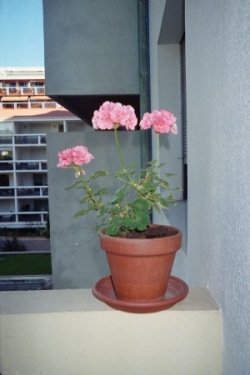 Le géranium rose